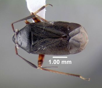 Media type: image;   Entomology 619509 Aspect: habitus dorsal view